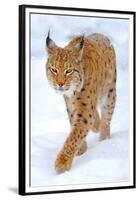 Beautiful Wild Lynx In Winter-null-Framed Premium Giclee Print