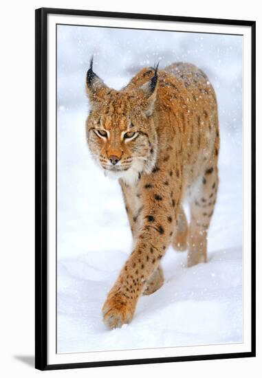 Beautiful Wild Lynx In Winter-null-Framed Premium Giclee Print