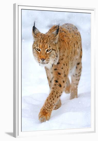 Beautiful Wild Lynx In Winter-null-Framed Premium Giclee Print