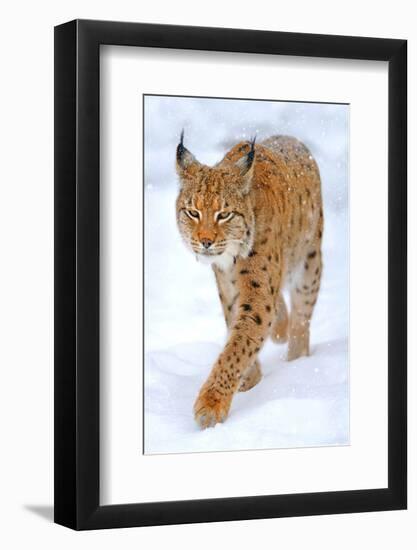 Beautiful Wild Lynx In Winter-null-Framed Art Print