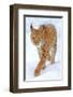 Beautiful Wild Lynx In Winter-null-Framed Art Print