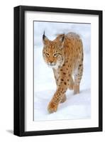 Beautiful Wild Lynx In Winter-null-Framed Art Print