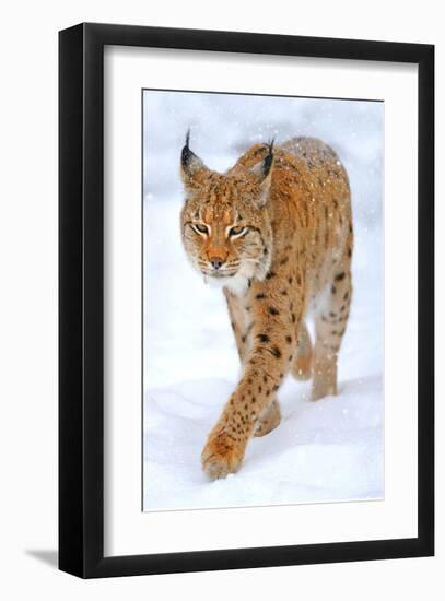 Beautiful Wild Lynx In Winter-null-Framed Art Print