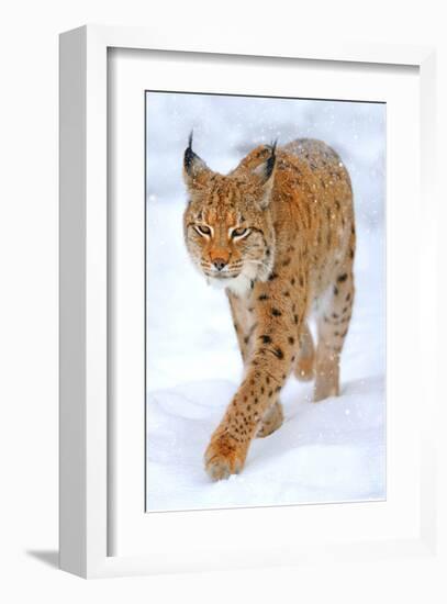 Beautiful Wild Lynx In Winter-null-Framed Art Print