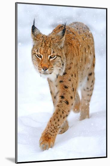 Beautiful Wild Lynx In Winter-null-Mounted Art Print