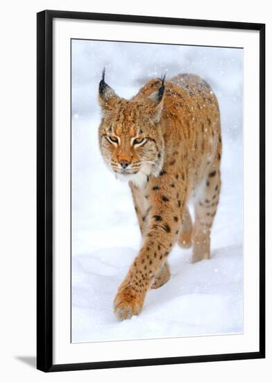 Beautiful Wild Lynx In Winter-null-Framed Art Print