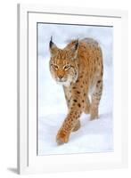 Beautiful Wild Lynx In Winter-null-Framed Art Print