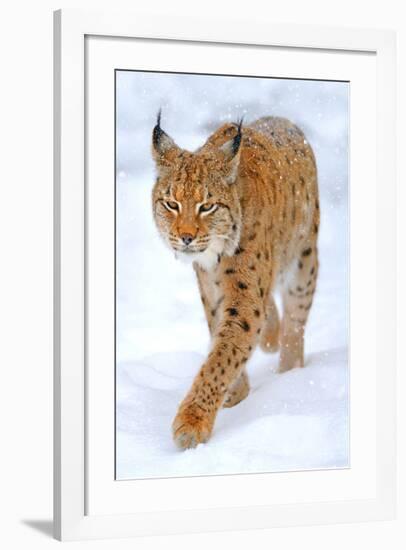 Beautiful Wild Lynx In Winter-null-Framed Art Print