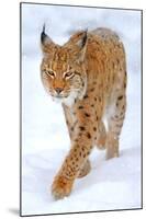 Beautiful Wild Lynx In Winter-null-Mounted Art Print