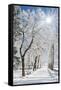 Beautiful Winter Landscape with Snow Covered Trees-Leonid Tit-Framed Stretched Canvas