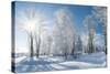 Beautiful Winter Landscape with Snow Covered Trees-Leonid Tit-Stretched Canvas
