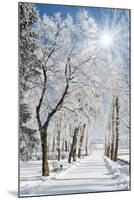 Beautiful Winter Landscape with Snow Covered Trees-Leonid Tit-Mounted Photographic Print