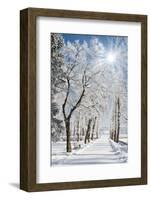 Beautiful Winter Landscape with Snow Covered Trees-Leonid Tit-Framed Photographic Print