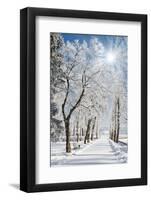 Beautiful Winter Landscape with Snow Covered Trees-Leonid Tit-Framed Photographic Print