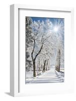 Beautiful Winter Landscape with Snow Covered Trees-Leonid Tit-Framed Photographic Print