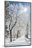 Beautiful Winter Landscape with Snow Covered Trees-Leonid Tit-Mounted Photographic Print