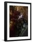 Beautiful Woman in Fairy Forest near a Stream-Miramiska-Framed Photographic Print