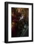 Beautiful Woman in Fairy Forest near a Stream-Miramiska-Framed Photographic Print