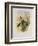 Beautiful Wood Star, Calothorax Pulchra-John Gould-Framed Giclee Print