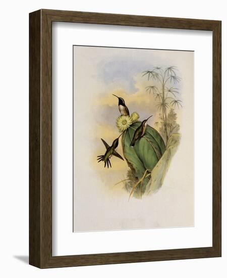 Beautiful Wood Star, Calothorax Pulchra-John Gould-Framed Giclee Print