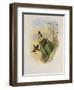 Beautiful Wood Star, Calothorax Pulchra-John Gould-Framed Giclee Print