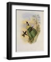 Beautiful Wood Star, Calothorax Pulchra-John Gould-Framed Giclee Print