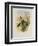 Beautiful Wood Star, Calothorax Pulchra-John Gould-Framed Giclee Print