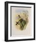 Beautiful Wood Star, Calothorax Pulchra-John Gould-Framed Giclee Print