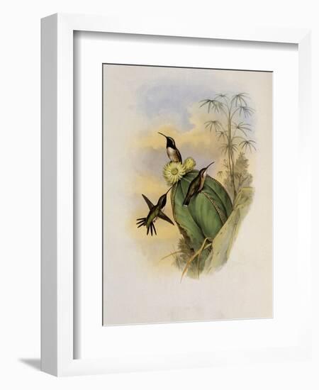 Beautiful Wood Star, Calothorax Pulchra-John Gould-Framed Giclee Print