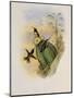 Beautiful Wood Star, Calothorax Pulchra-John Gould-Mounted Giclee Print