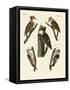 Beautiful Woodpeckers-null-Framed Stretched Canvas