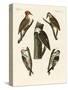 Beautiful Woodpeckers-null-Stretched Canvas