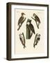 Beautiful Woodpeckers-null-Framed Giclee Print