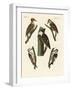 Beautiful Woodpeckers-null-Framed Giclee Print