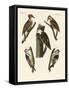 Beautiful Woodpeckers-null-Framed Stretched Canvas
