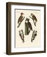 Beautiful Woodpeckers-null-Framed Giclee Print