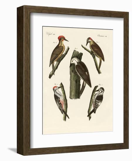 Beautiful Woodpeckers-null-Framed Giclee Print