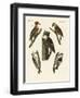 Beautiful Woodpeckers-null-Framed Giclee Print