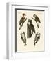 Beautiful Woodpeckers-null-Framed Giclee Print