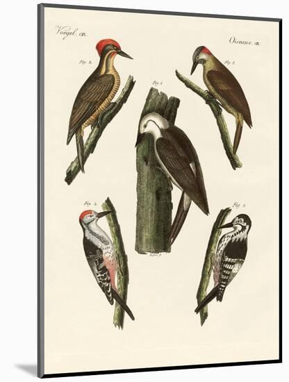 Beautiful Woodpeckers-null-Mounted Giclee Print