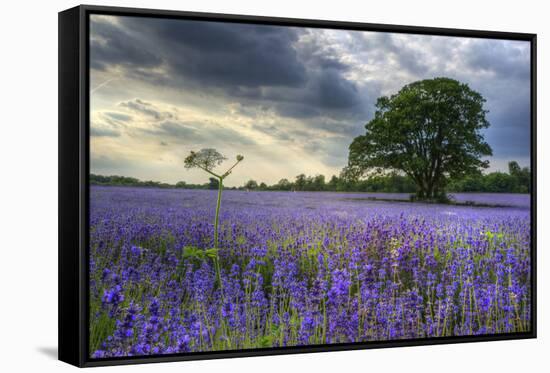 Beautifully Detailed and Vibrant Lavender Field Landscape at Sunset-Veneratio-Framed Stretched Canvas