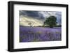 Beautifully Detailed and Vibrant Lavender Field Landscape at Sunset-Veneratio-Framed Photographic Print