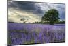 Beautifully Detailed and Vibrant Lavender Field Landscape at Sunset-Veneratio-Mounted Photographic Print