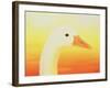 Beauty, 1998-Magdolna Ban-Framed Giclee Print