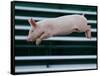 Beauty a 20-Week-Old Pig Flies Through the Air-Mark Baker-Framed Stretched Canvas