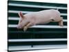 Beauty a 20-Week-Old Pig Flies Through the Air-Mark Baker-Stretched Canvas