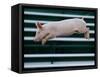 Beauty a 20-Week-Old Pig Flies Through the Air-Mark Baker-Framed Stretched Canvas