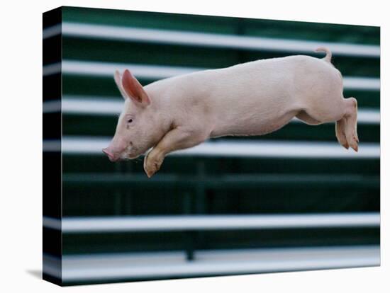 Beauty a 20-Week-Old Pig Flies Through the Air-Mark Baker-Stretched Canvas