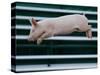 Beauty a 20-Week-Old Pig Flies Through the Air-Mark Baker-Stretched Canvas