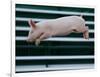 Beauty a 20-Week-Old Pig Flies Through the Air-Mark Baker-Framed Photographic Print